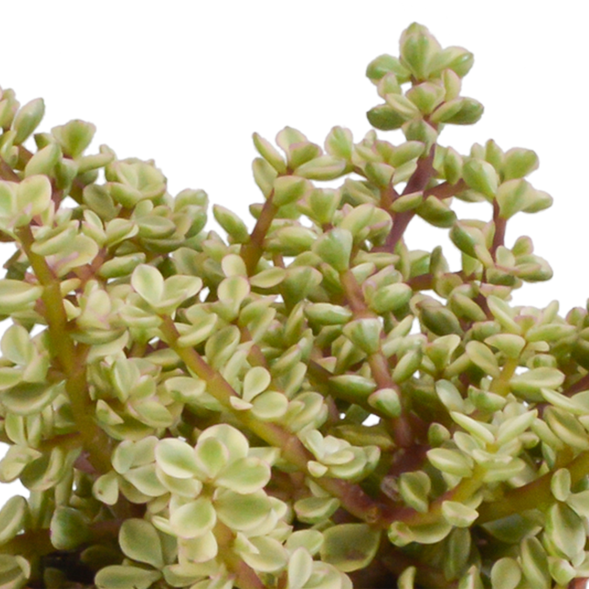 Crassula mix 10,5 cm - 3x - in witte pot