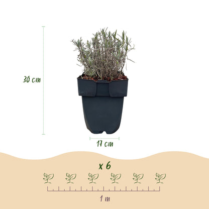 Haagplanten - Lavandula angustifolia Hidcote -  blad grijs - 6 planten - 1 strekkende meter - groenblijvend - pot 17cm hoogte 30cm