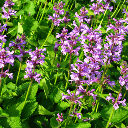 12x Stachys mon. 'Hummelo' - ↕10-25cm - Ø9cm