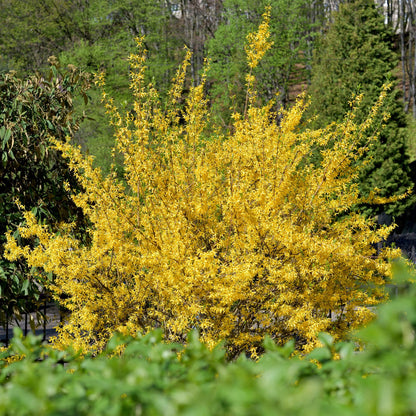 Heesters - Forsythia intermedia Goldrauch  - Bloem Geel - 1 Plant - Bladverliezend - Weinig Onderhoud - Pot 17cm Hoogte 45cm