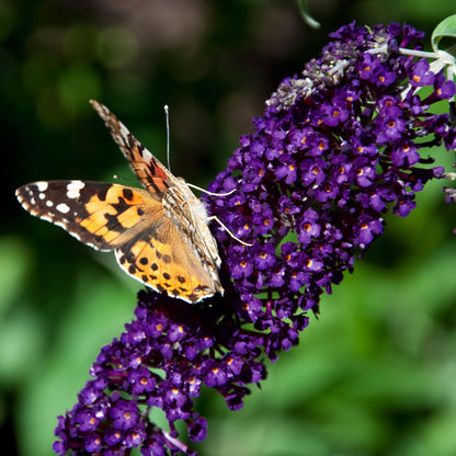 Tuinplant - Buddleja davidii Black Night - Vlinderstruik - Winterhard - Paars - 1 Plant - Pot 17cm - Hoogte 45cm