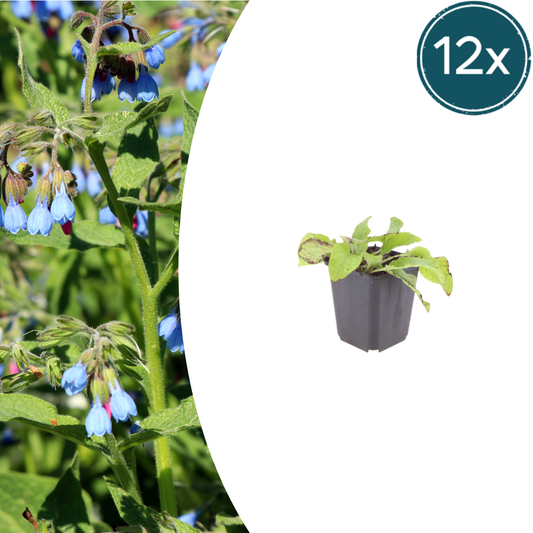 12x Symphytum grand. 'Wisley Blue' - ↕10-25cm - Ø9cm