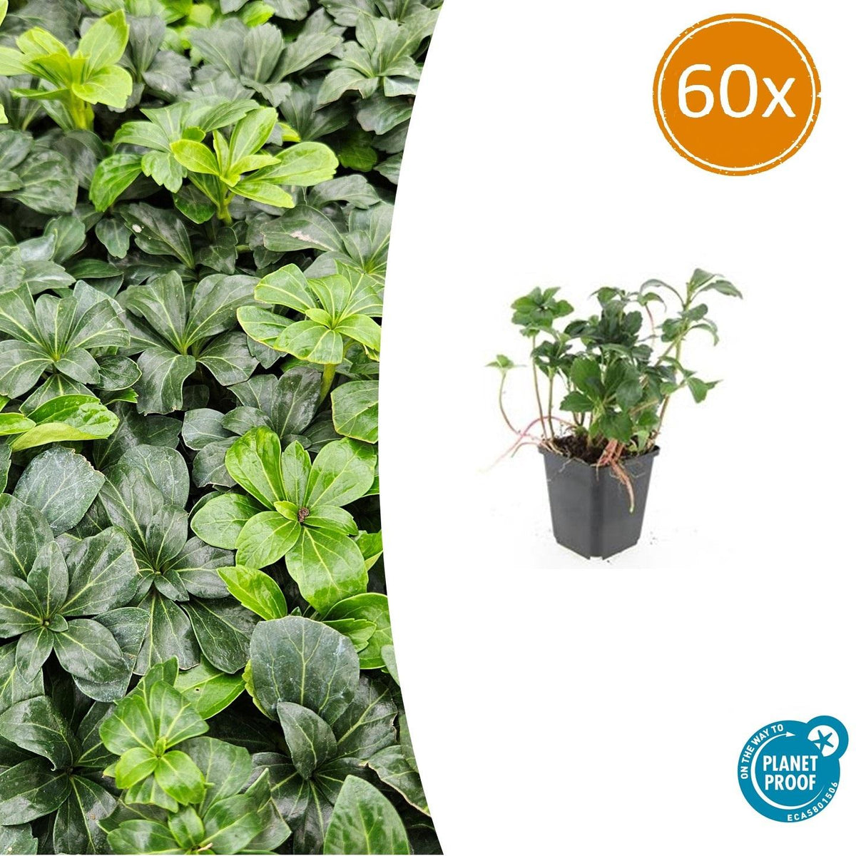 60x Pachysandra term. 'Green Sheen' - ↕10-25cm - Ø9cm