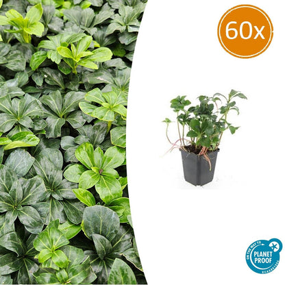 60x Pachysandra term. 'Green Sheen' - ↕10-25cm - Ø9cm