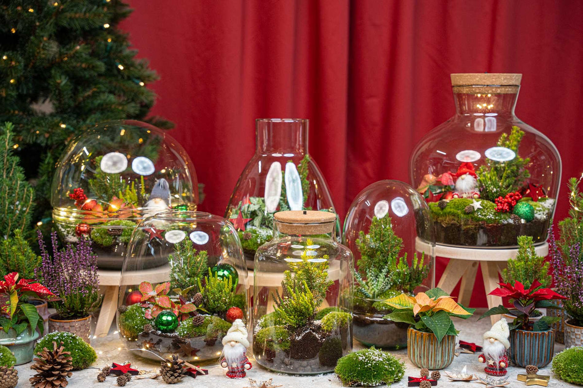 Holly Christmas terrarium - Bottle garden DIY kit - Ø 29 cm ↑ 30