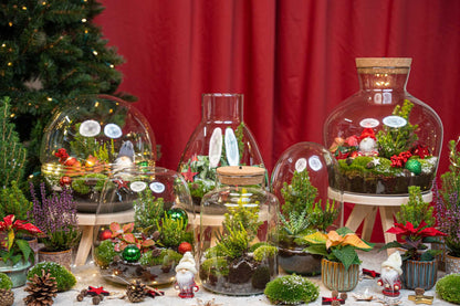 Holly Christmas terrarium - Bottle garden DIY kit - Ø 29 cm ↑ 30