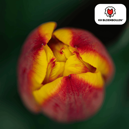 Tulpenbollen Jan Seignette – 20 Stuks | KH Bloembollen® | Rood-Geel Gestreepte Tulp – Klassiek & Opvallend – Voor Tuin of Pot – Maat 11/12 – Vers van de Teler