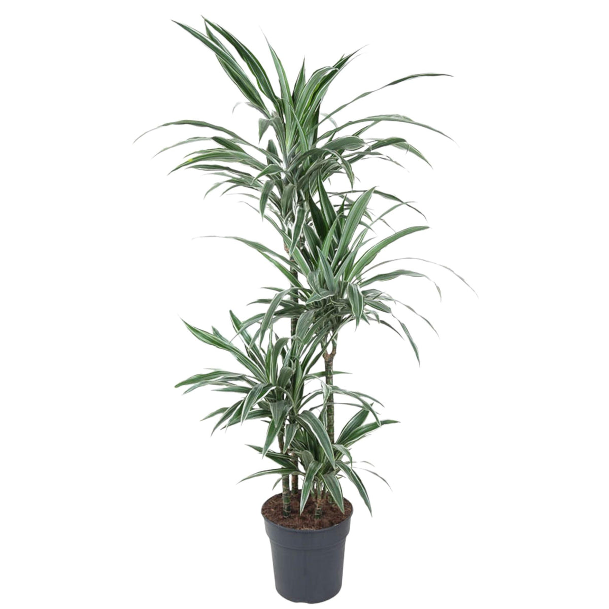 Dracaena Warneckei - 130 cm - ø27
