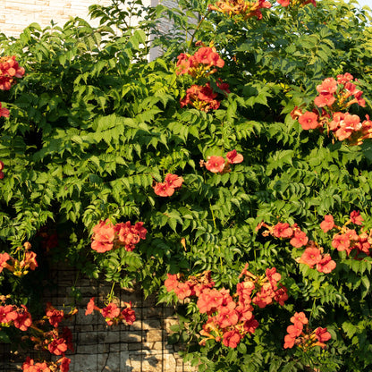 Trompetbloem - Campsis radicans Madame Galen - Bloem Oranje - Weinig onderhoud - 2 planten - Pot 11cm Hoogte 40cm