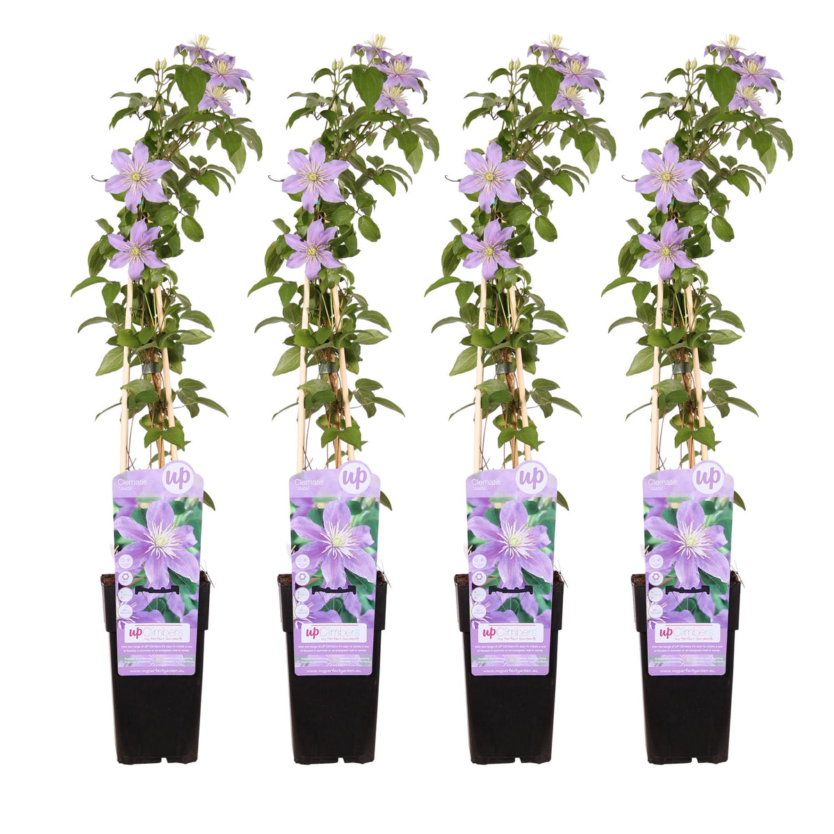 4x - Clematis Justa - ↨65cm - Ø15