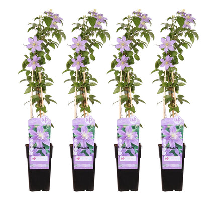 4x - Clematis Justa - ↨65cm - Ø15