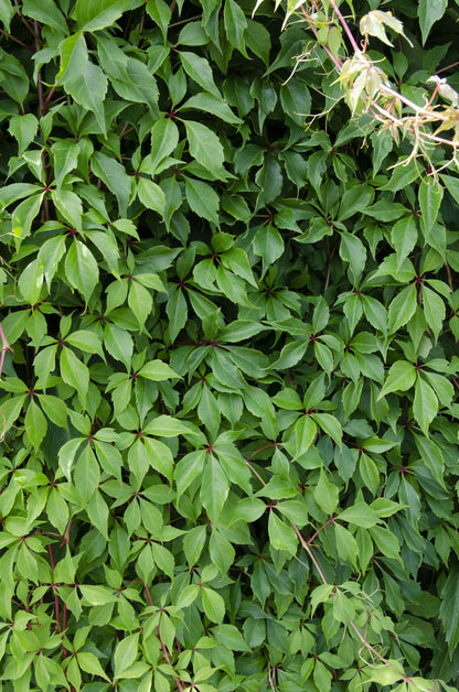 Parthenocissus q. var. 'Engelmannii' - Ø15cm - ↕65cm