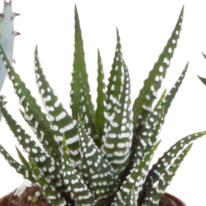 Gasteria/Haworthia mix 5,5cm - 5x - in Mexicaanse pot