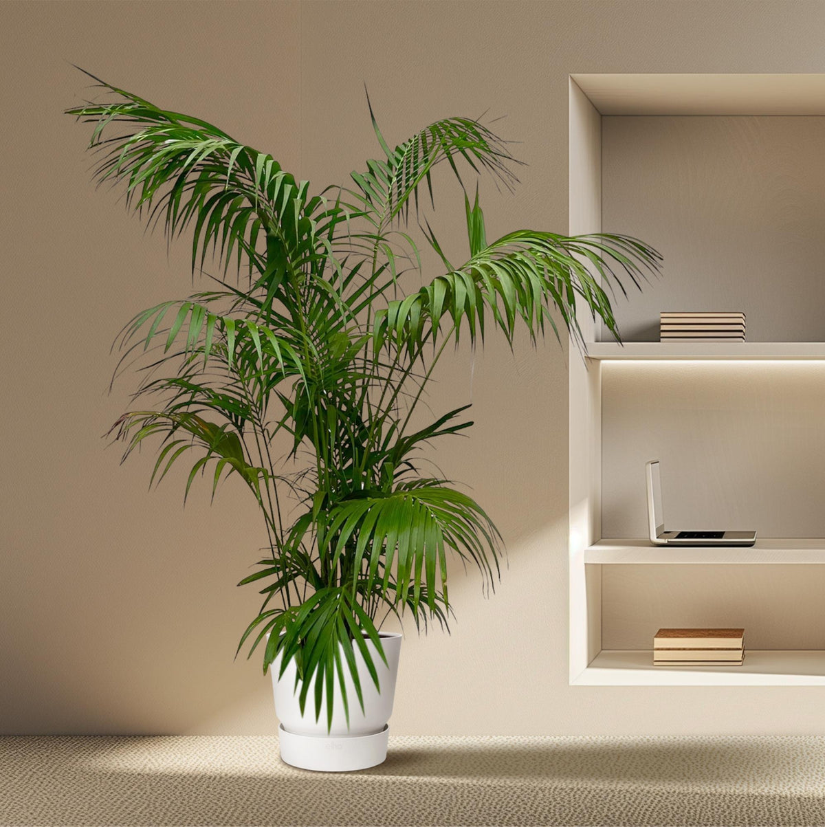 Kentia Palm XXL - 260cm - ø32-40cm