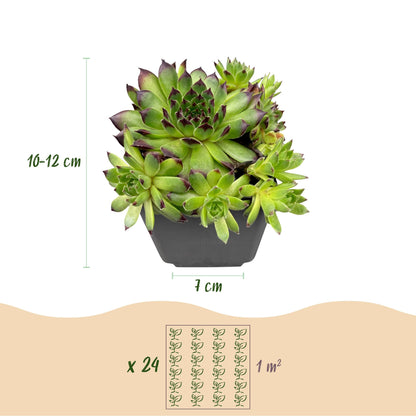 6x - Sempervivum Big Sam - Ø7cm - ↕10-12cm