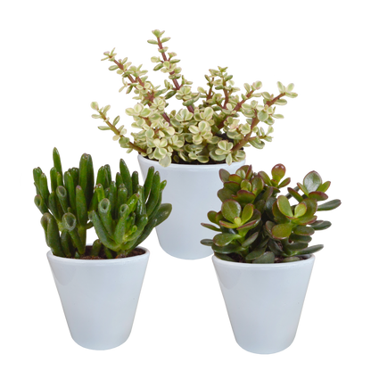 Crassula mix 8.5 cm - 3x - in witte pot