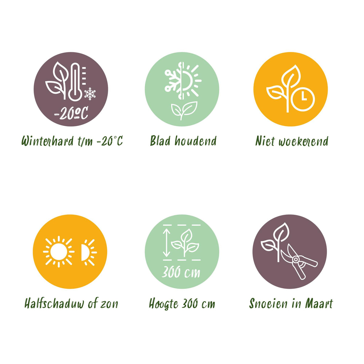 24x Ilex crenata Golden Gem - Japanse Hulst - Haagplanten - Groenblijvend - Geel - Pot 9cm - Hoogte 20-30cm