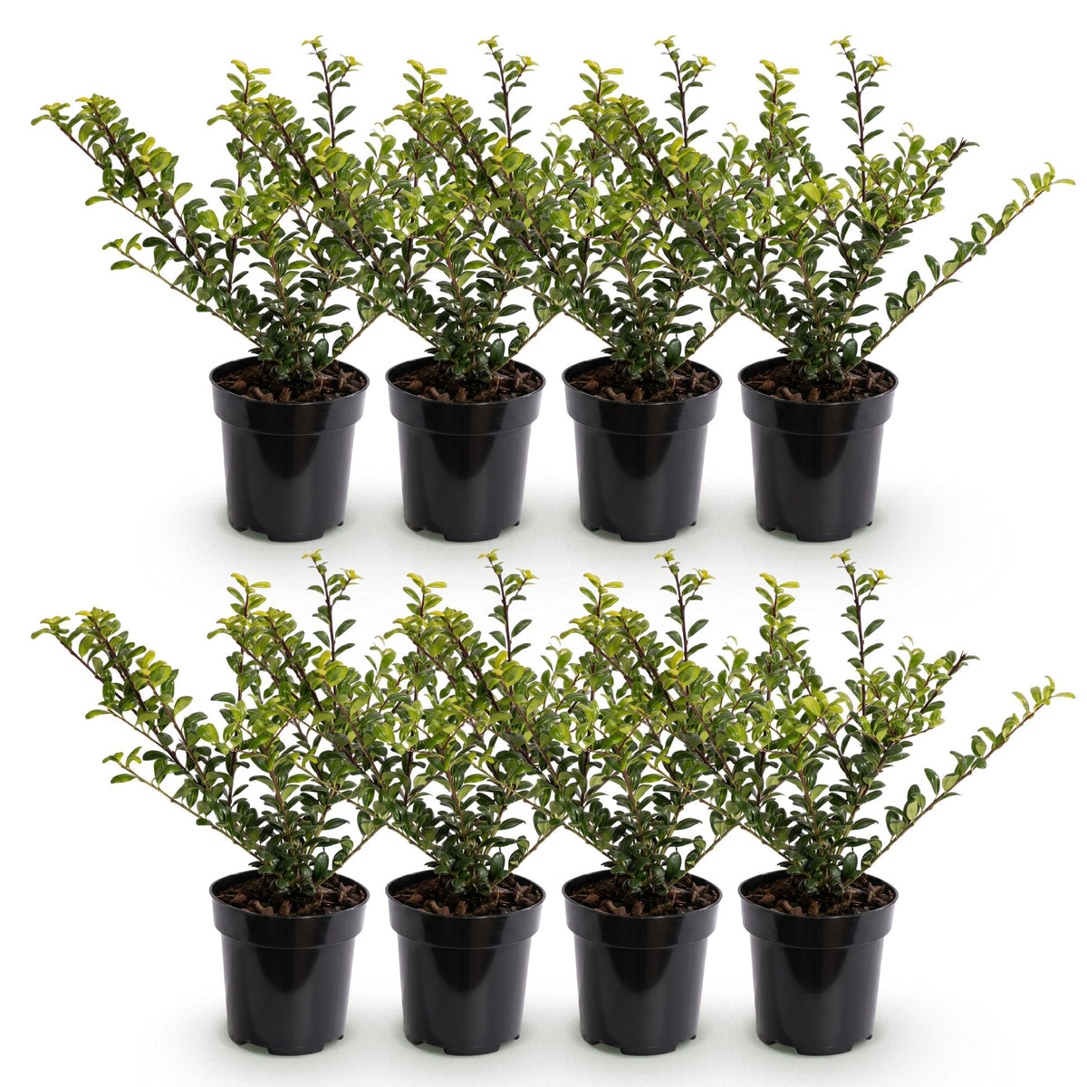 8x Ilex crenata Golden Gem - Japanse Hulst - Haagplanten - Groenblijvend - Geel - Pot 9cm - Hoogte 20-30cm