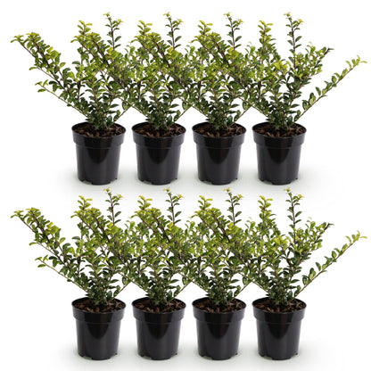 8x Ilex crenata Golden Gem - Japanse Hulst - Haagplanten - Groenblijvend - Geel - Pot 9cm - Hoogte 20-30cm