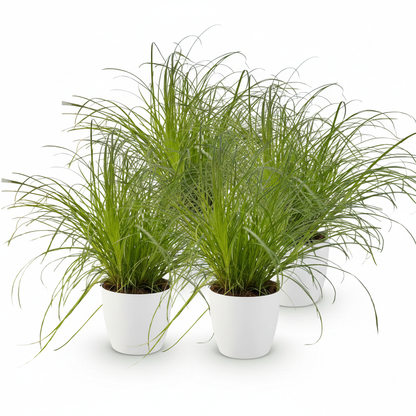 Kamerplant - Cyperus alternifolius Zumula - Kattengras - Huisdiervriendelijke Plant - Groen - 4 Planten - met Potter Wit - Pot 12cm - Hoogte 20cm