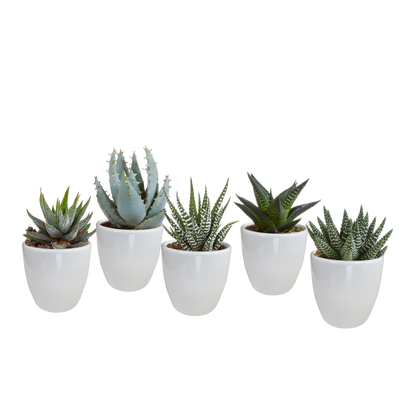Gasteria/Haworthia mix 5,5cm - in witte pot - 5x