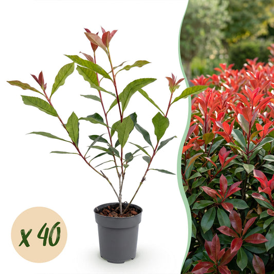 40x Photinia fraseri Carre Rouge - Glansmispel - Haagplanten - Groenblijvend - Rood - Pot 9cm - Hoogte 25-35cm