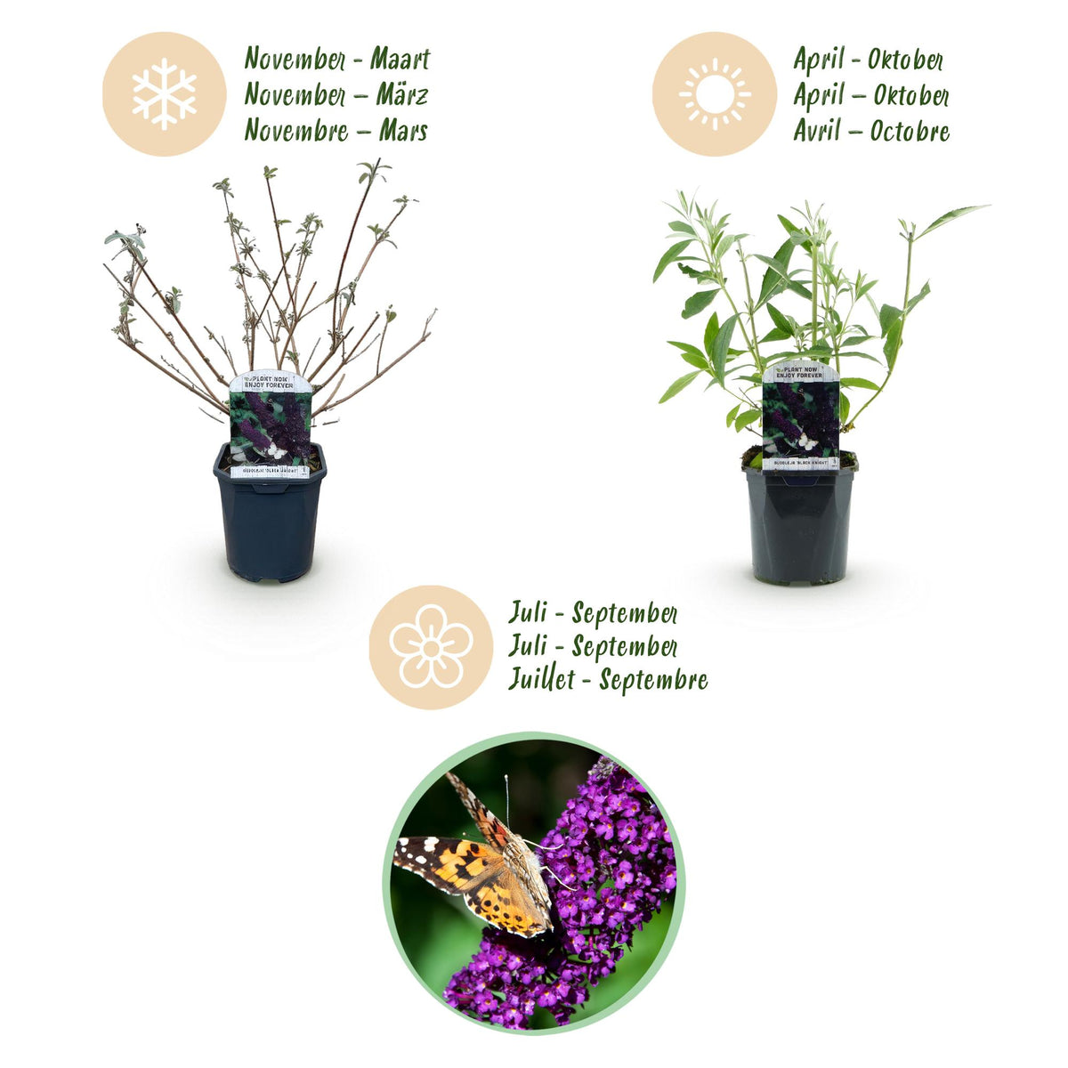 Tuinplant - Buddleja davidii Black Night - Vlinderstruik - Winterhard - Paars - 1 Plant - Pot 17cm - Hoogte 45cm
