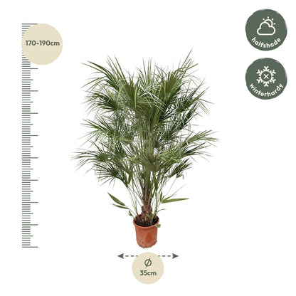 Chamaerops Humilis struik - 170cm- Ø30
