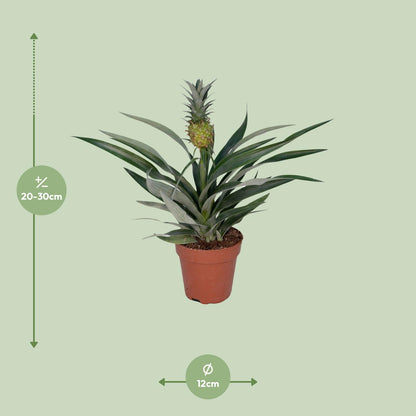 Bromelia Ananas - Ø12cm - ↕30cm