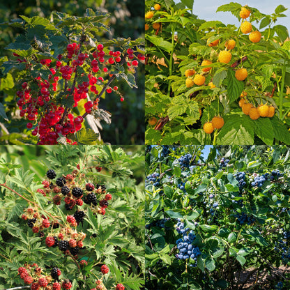 Fruit planten mix - Rode Bes, Gele Framboos, Zwarte Braam, Blauwe bes - 4 planten - Pot 11cm Hoogte 40cm