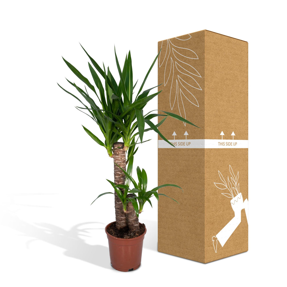 Yucca Elephantipes - Ø17cm - ↕85cm