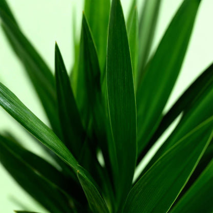 Kamerplant - Yucca elephantipes - Yucca - Weinig onderhoud - Groen - 1 - Pot 19cm - Hoogte 95cm