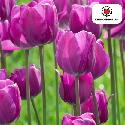 Tulpenbollen Purple Prince – 20 Stuks | KH Bloembollen® | Paars-Violet Tulp – Krachtig & Koninklijk – Voor Tuin of Pot – Maat 11/12 – Vers van de Teler