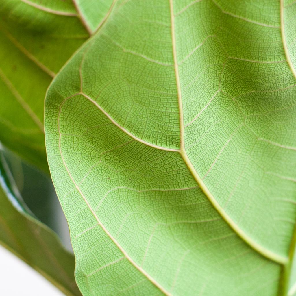 Ficus Lyrata met Potter pot wit - 80cm - Ø21