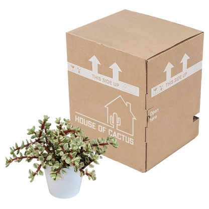 Portulacaria afra Variegata 10,5cm - in witte pot