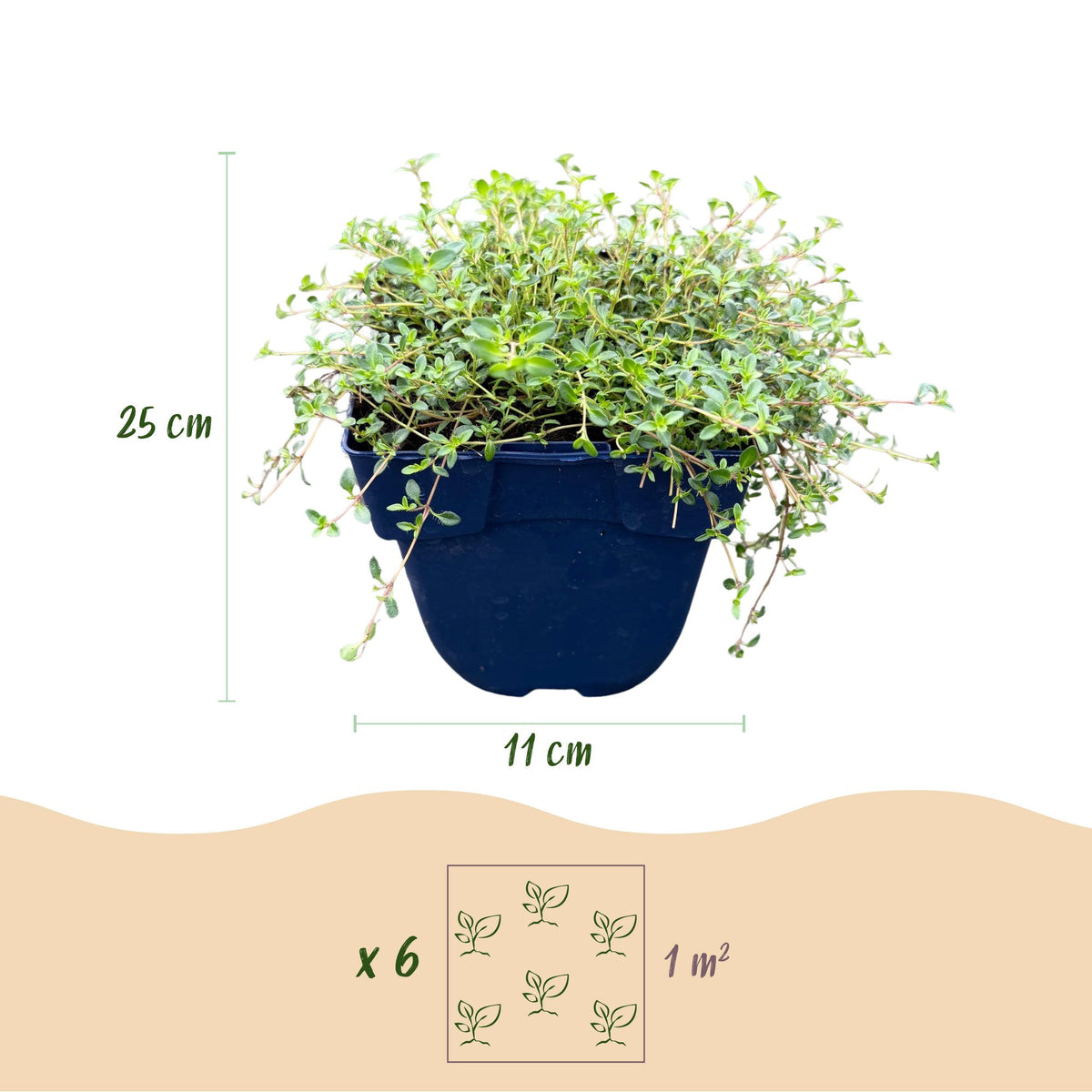 Vasteplant - Thymus Tricolour - Tym - Bodembedenkend - Roze - Rood - Wit - 6 Planten - Pot 11cm - Hoogte 15-25cm