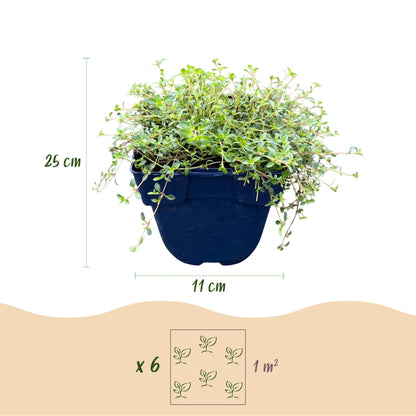 Vasteplant - Thymus Tricolour - Tym - Bodembedenkend - Roze - Rood - Wit - 6 Planten - Pot 11cm - Hoogte 15-25cm
