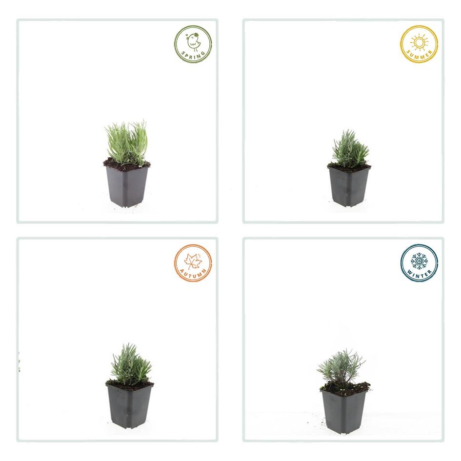 60x Lavandula ang. 'Dwarf Blue' - ↕10-25cm - Ø9cm