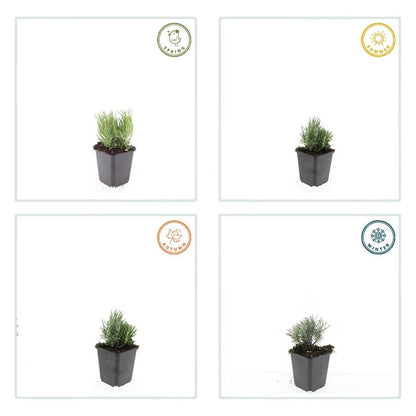 60x Lavandula ang. 'Dwarf Blue' - ↕10-25cm - Ø9cm