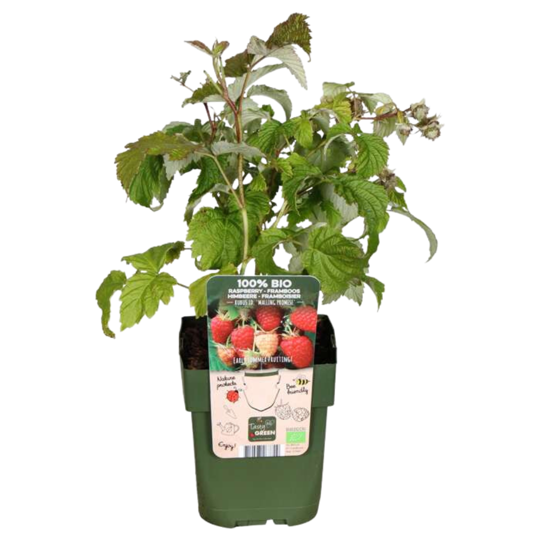 "Vruchten feestje" BIO Fruitplanten mix set van 3 verschillende soorten