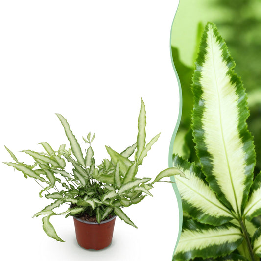 Kamerplant - Pteris cretica Albolineata - Lintvaren - Huisdiervriendelijke Plant - Groen - 1 Plant - Pot 12cm - Hoogte 20cm