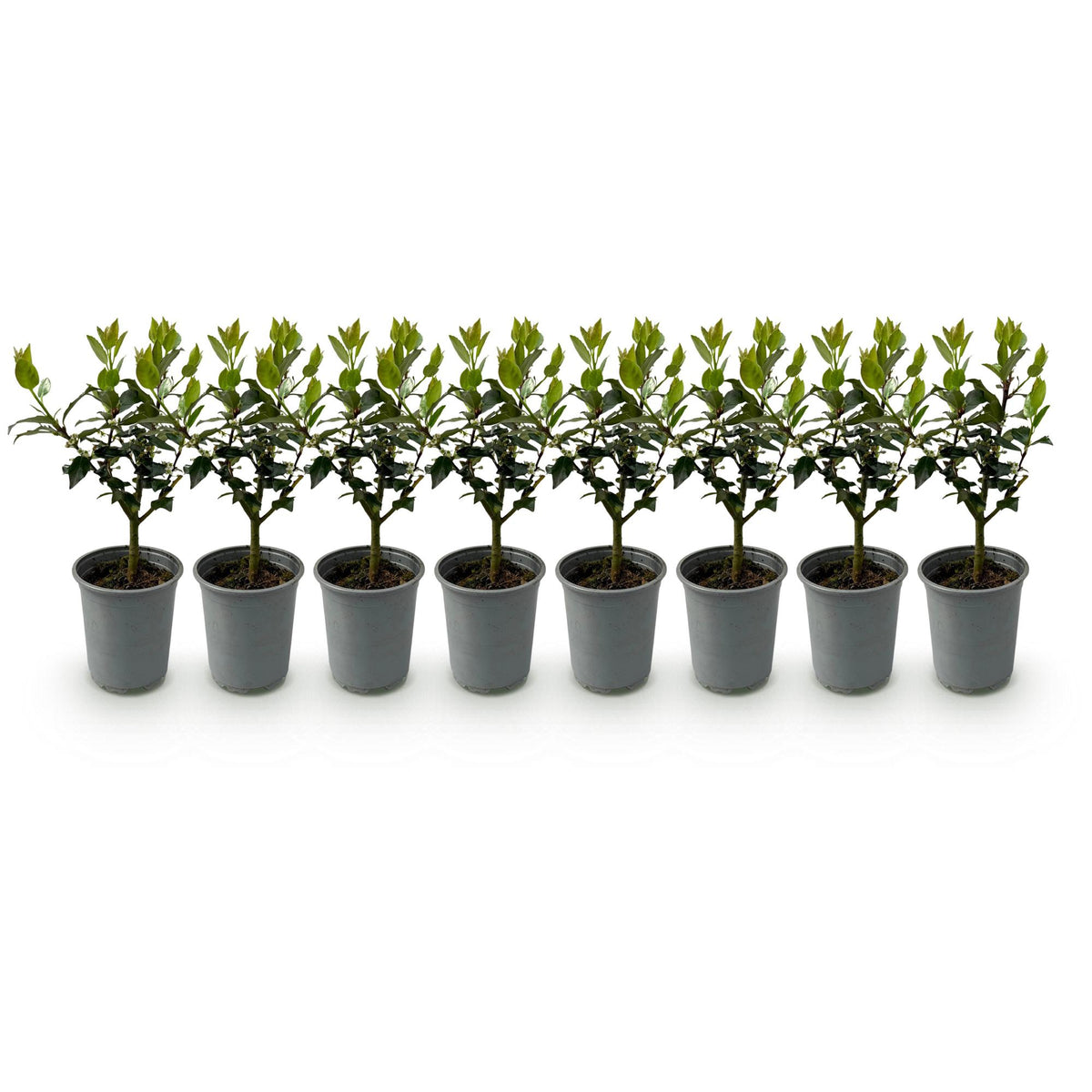 Haagplanten - Ilex Blue maid- blad groen - 8 planten - 1 strekkende meter - groenblijvend - pot 9cm hoogte 25-30cm