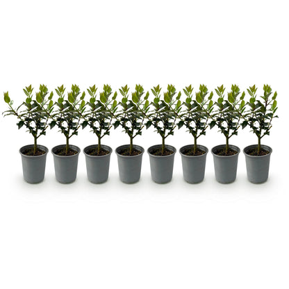 Haagplanten - Ilex Blue maid- blad groen - 8 planten - 1 strekkende meter - groenblijvend - pot 9cm hoogte 25-30cm