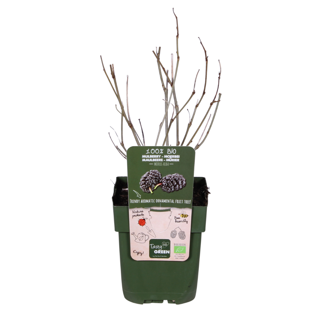 Morus nigra Mulle - Ø13cm - ↕45cm