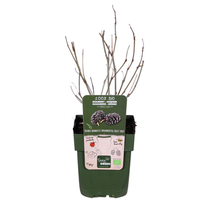 Morus nigra Mulle - Ø13cm - ↕45cm