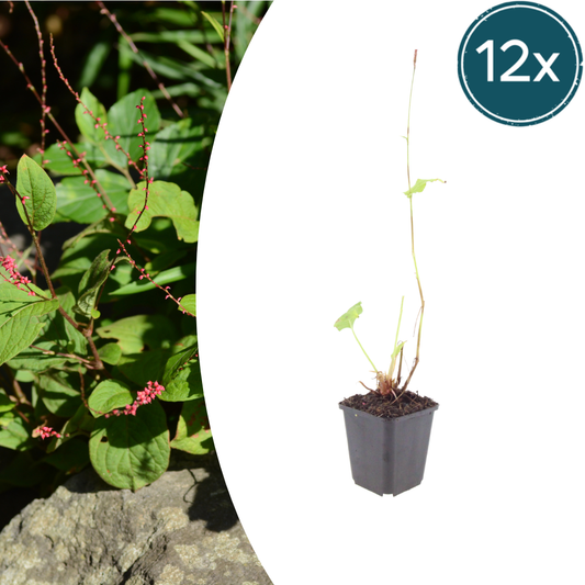 12x Persicaria a. 'Speciosa' - ↕10-25cm - Ø9cm