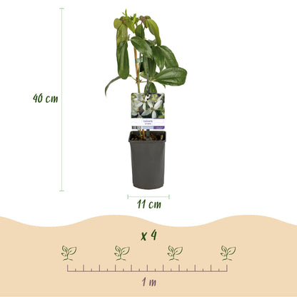 Klimplant - Clematis armandii - Bloem Wit - Groenblijvend - Weinig onderhoud - 1 plant Pot 11cm Hoogte 40cm