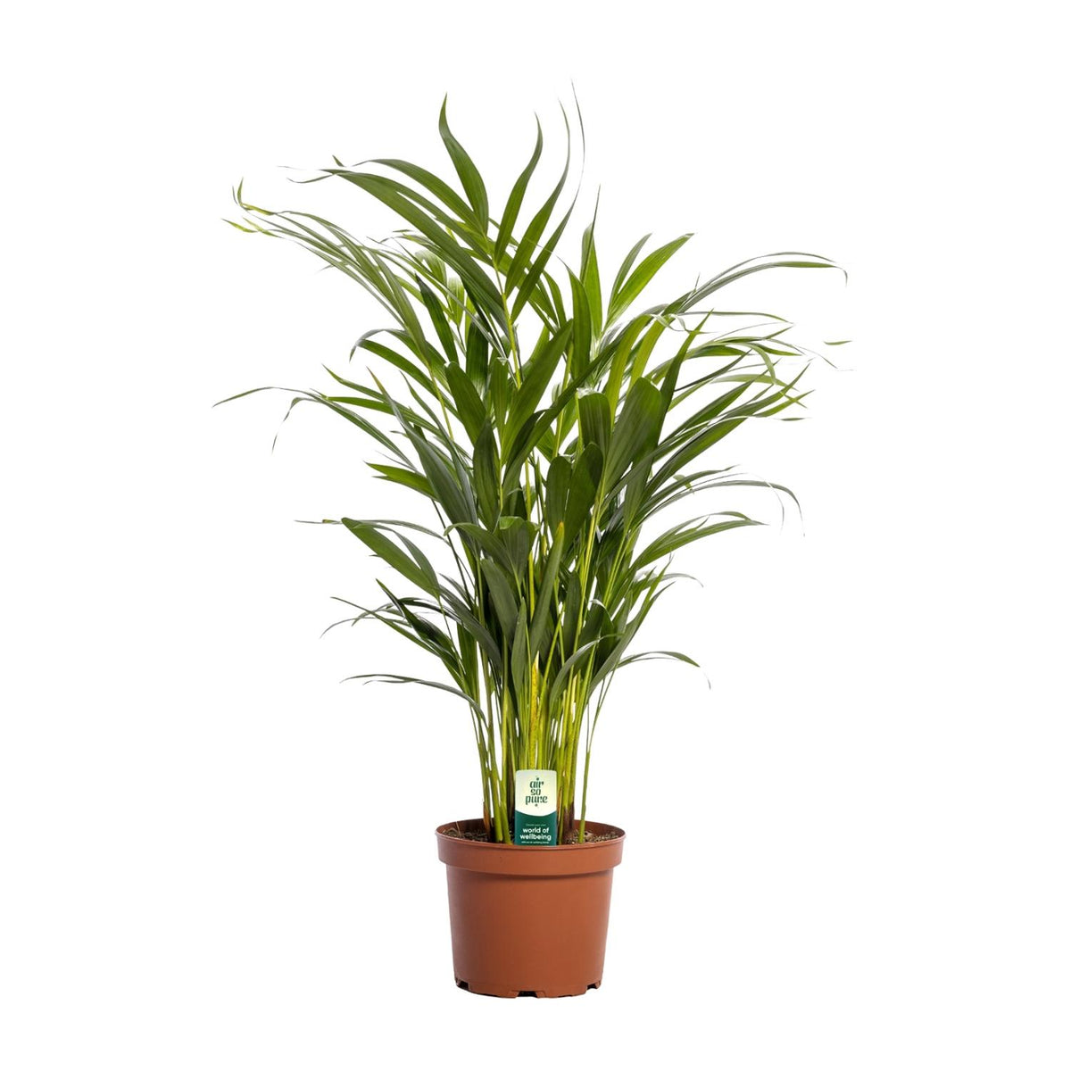 Dypsis Lutescens - Ø17cm - ↕65cm