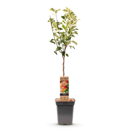 Fruitboom - Malus domestica Jonagold - Appelboom - Winterhard - Geel-Groene Appel - 1 Plant - Pot 21cm - Hoogte 90cm