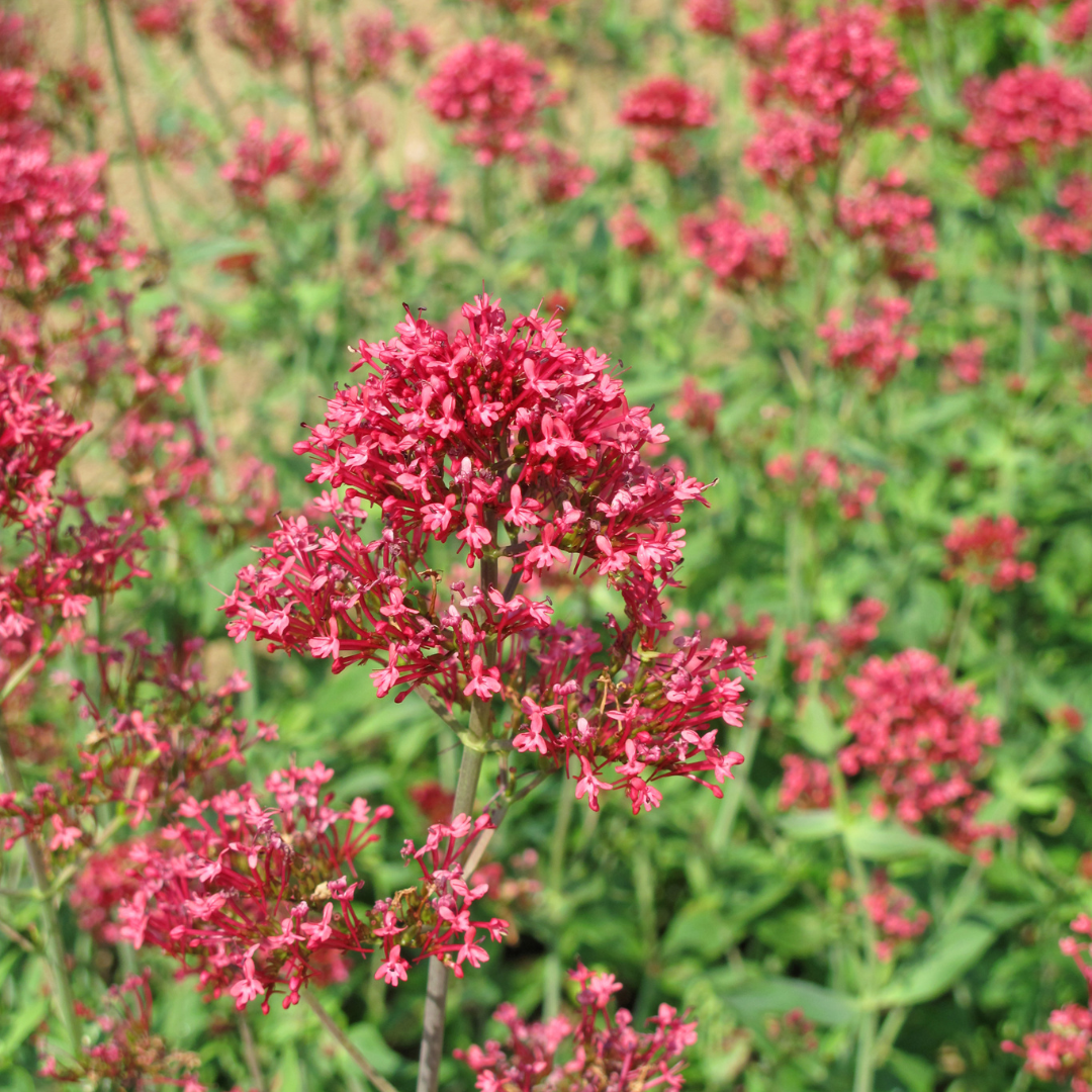 12x Centranthus ruber 'Coccineus' - ↕10-25cm - Ø9cm